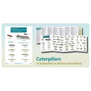 FSC Fold-out Chart - Caterpillars